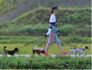 坂上忍の愛犬サンタが脱走したのはいつ 現在どうしてるのか調査 芸能 スポーツ地獄耳